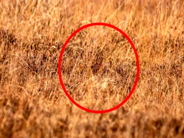 Haberdeki fotoğrafa çok dikkatli bakın ayrıntıyı görebilecek misiniz?