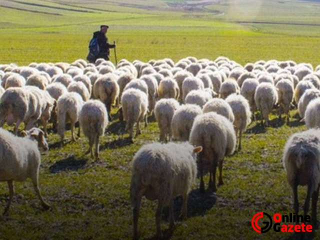 Son dakika... Türkiye'de çoban desteği ödemeleri yapılacak