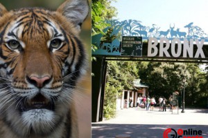 New York'taki Bronx Hayvanat Bahçesi'nin kaplanında corona virusu