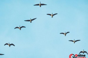 Hangi Tip Yöneticisiniz?