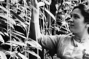 BBC'nin Spagetti Ağaçları Haberi hala gündemde
