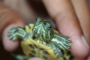 "Kaplumbağaları Öpmeyin"