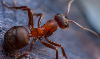 Avustralya'da karınca krizi